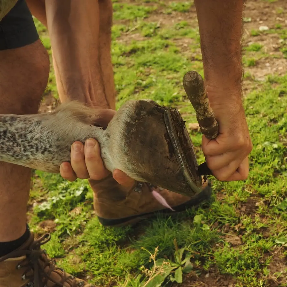 Housesitting in England - Ian working with horses. Close up of a horse's foot being picked clean
