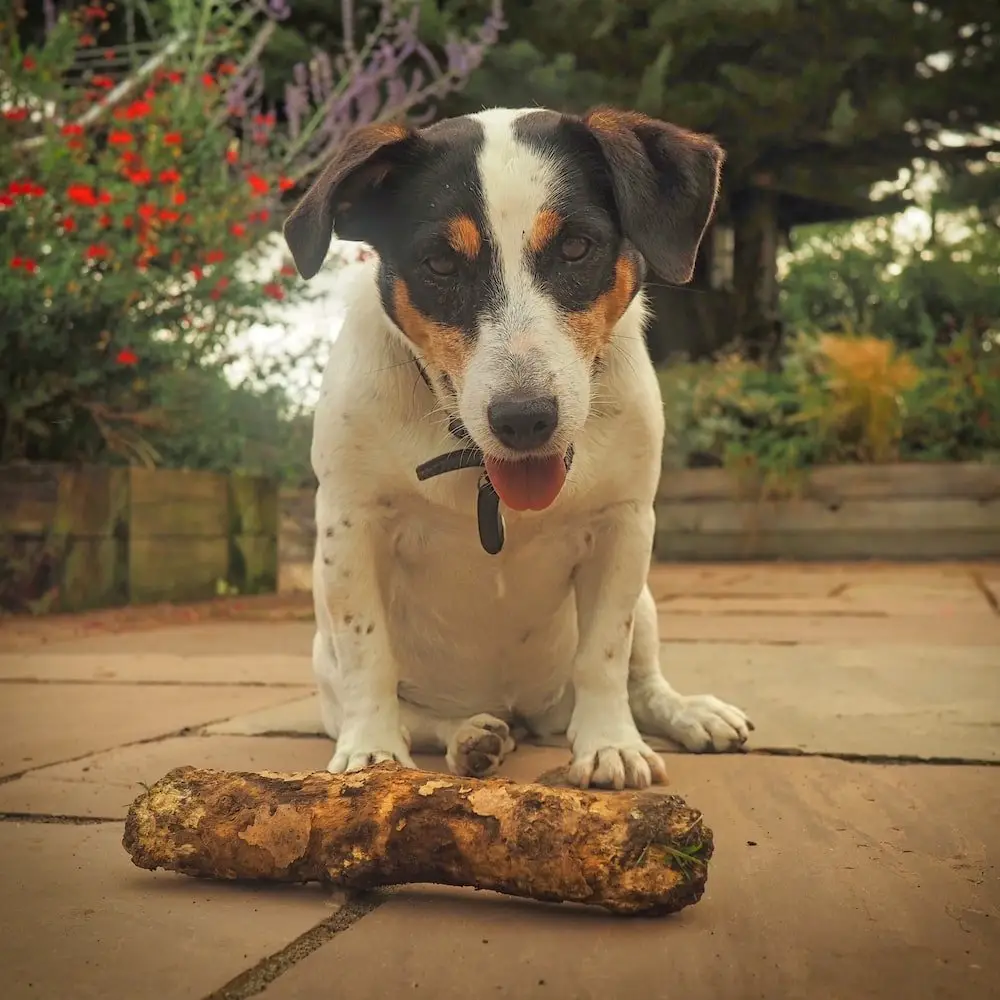 Housesitting in England - Millie A white dog stares at the camera behind a stick on the ground