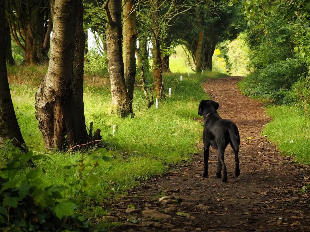 Housesitting in England - Poppy A black dog stares across a golf course
