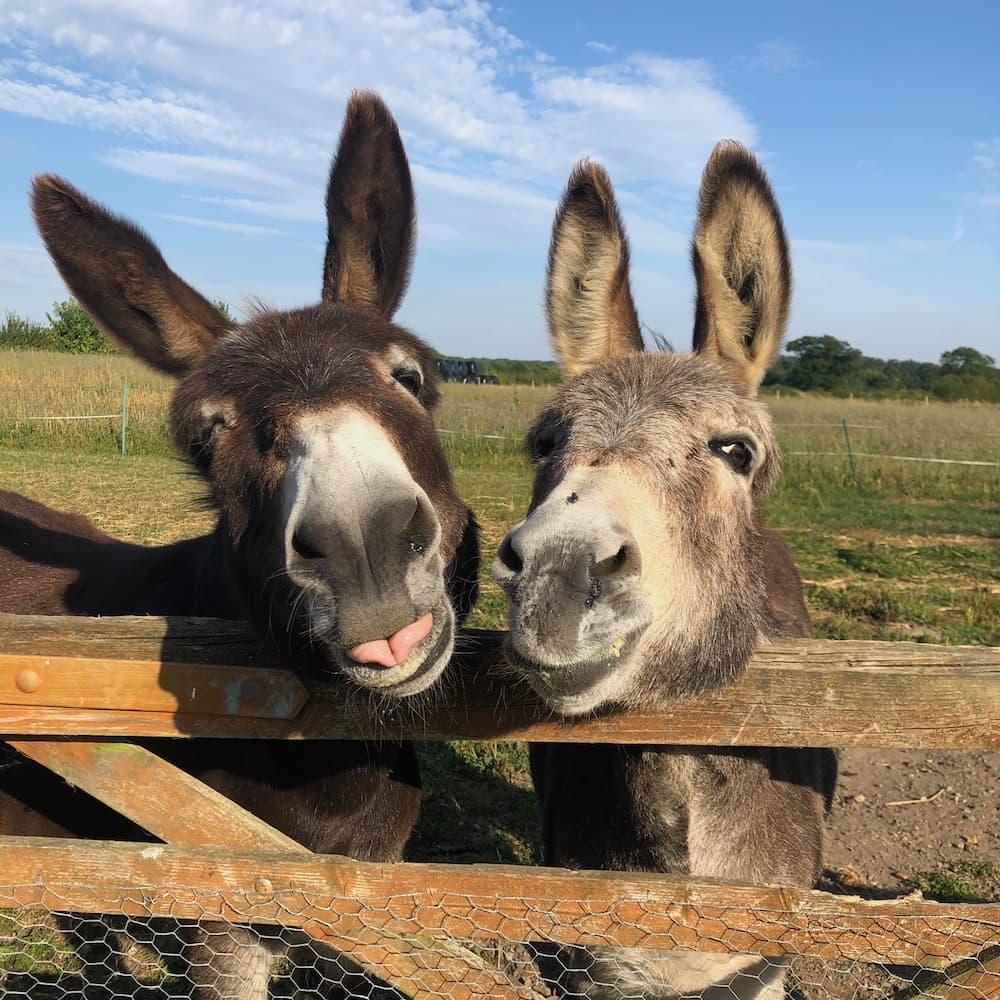 Two donkeys "smile" at the camera while overlooking a fence