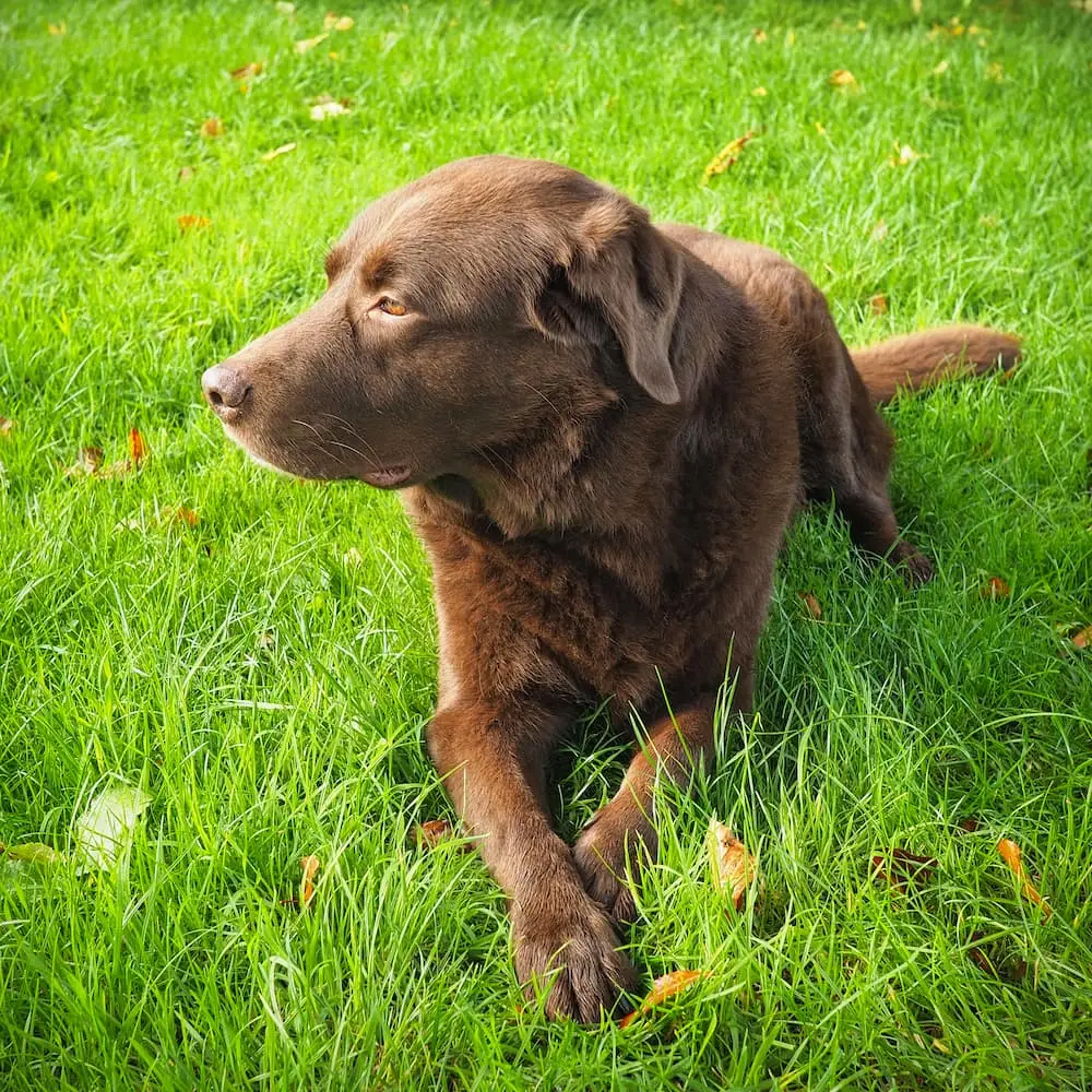 Housesitting in England - Sydney A brown dog lying on grass looks to the left