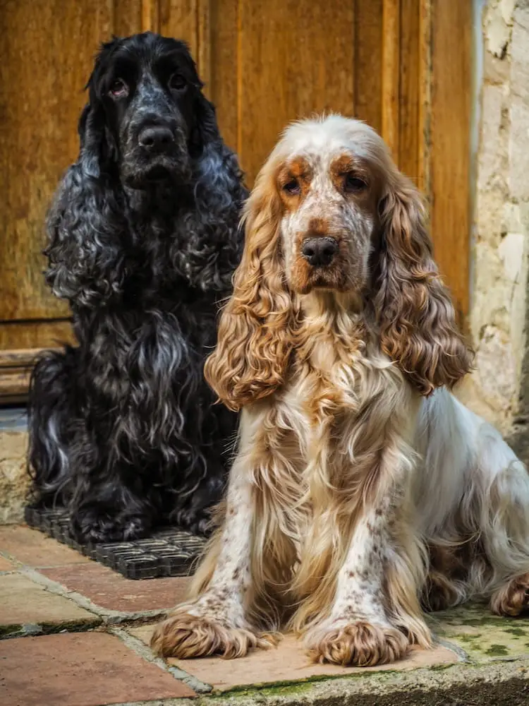 Housesitting in France - Jazz and Belle A black dog (Cocker Spaniel) sits behind a tan-coloured dog while posing for the camera