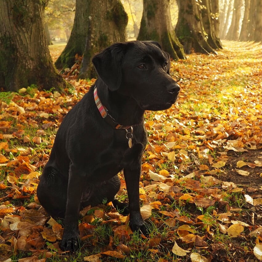 A black dog sits amongst fallen yellow and red leaves