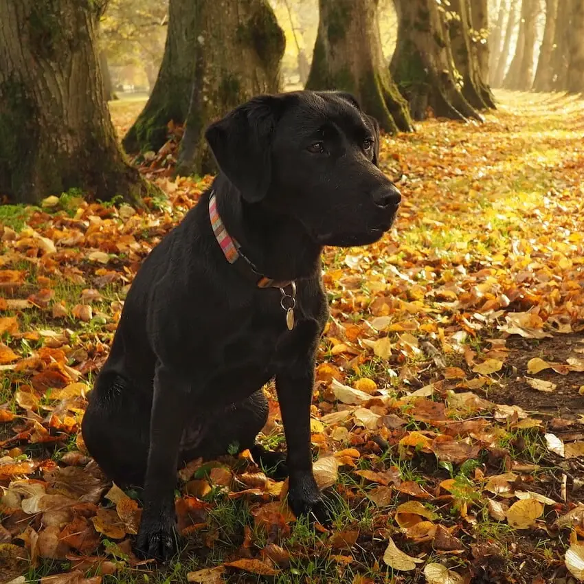 Kuro - Surry, England A black dog sits amongst fallen yellow and red leaves