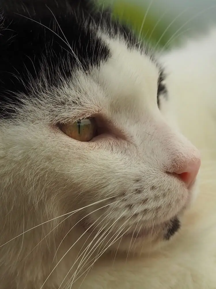 Louis - Somerset, England Close up of a cat with a white face and black head