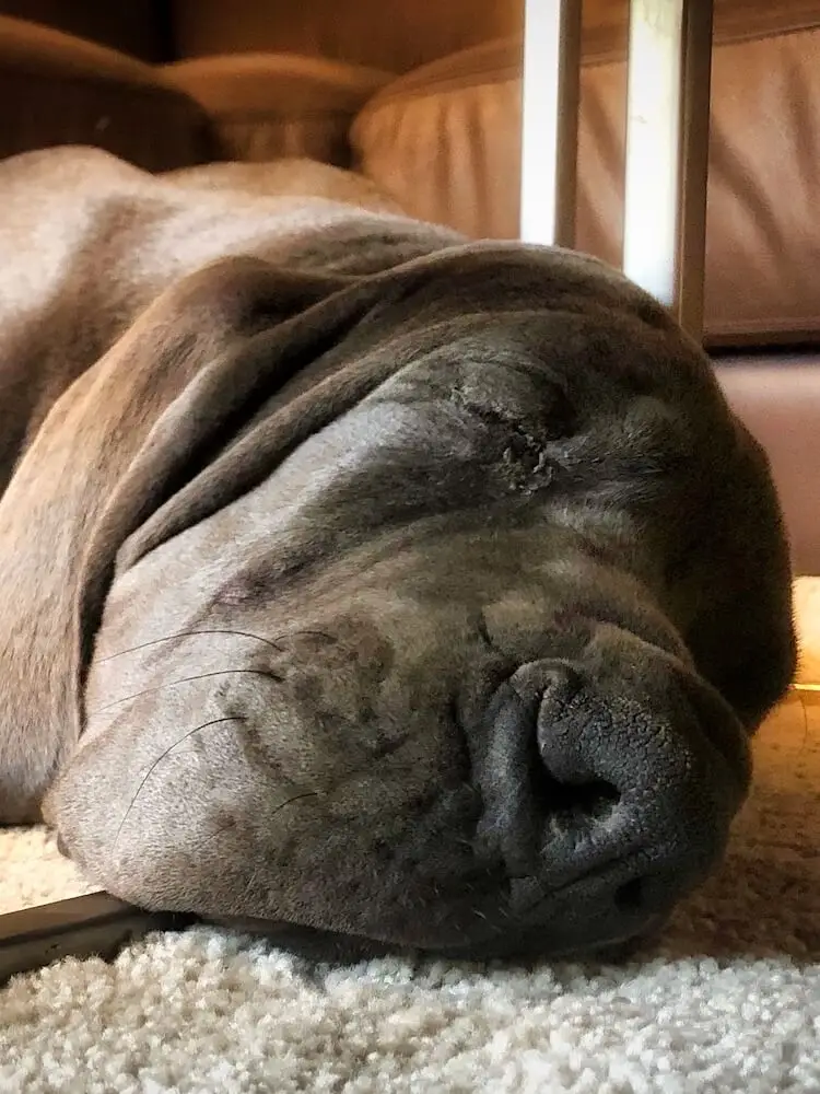 Ragna - Madrid, Spain Close up of the head of a large brown dog that's asleep on a carpet