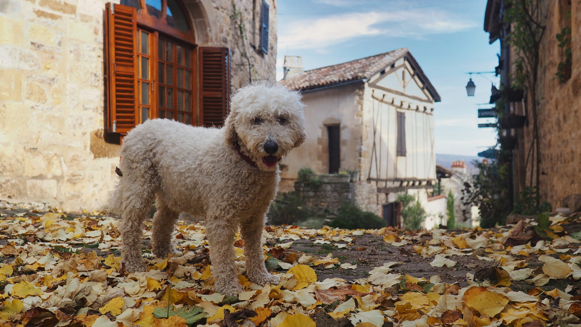 A white dog stands on a cobbled street amidst fallen yellow leaves