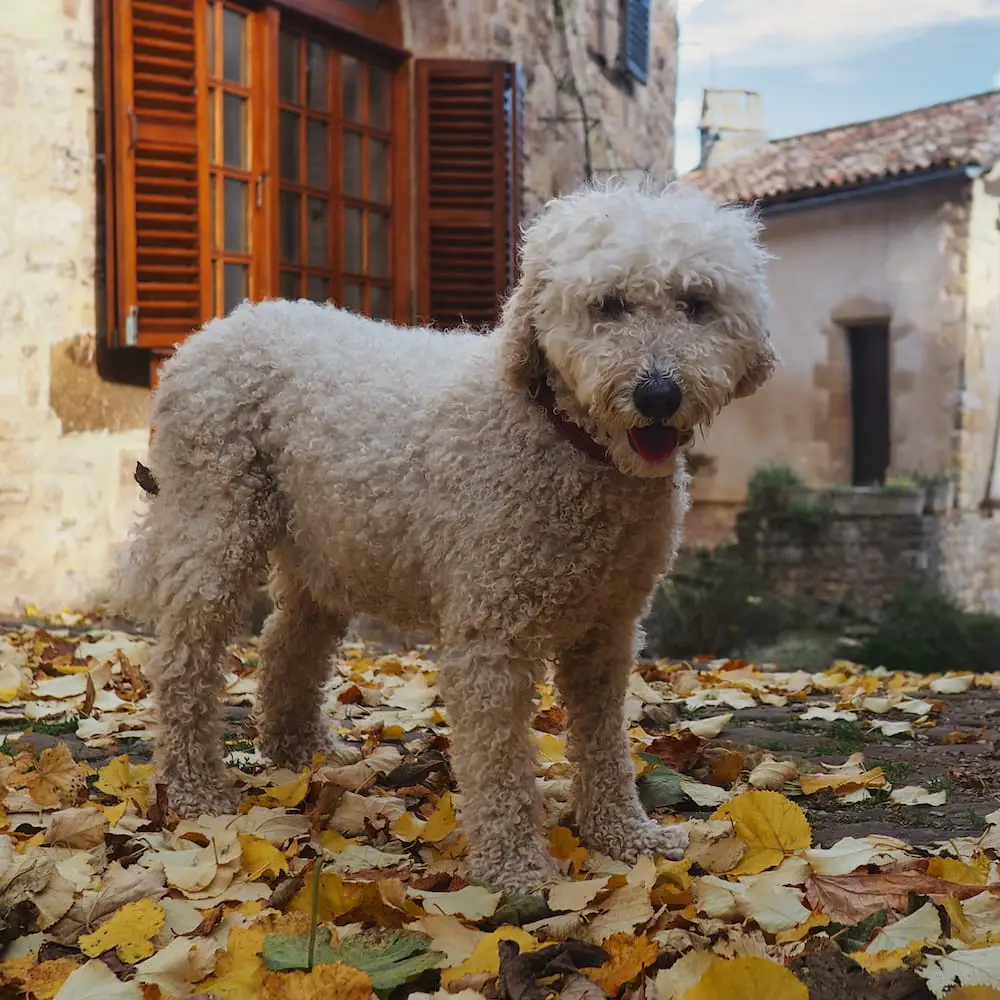What is Housesitting - Bertie A white dog stands on a cobbled street amidst fallen yellow leaves