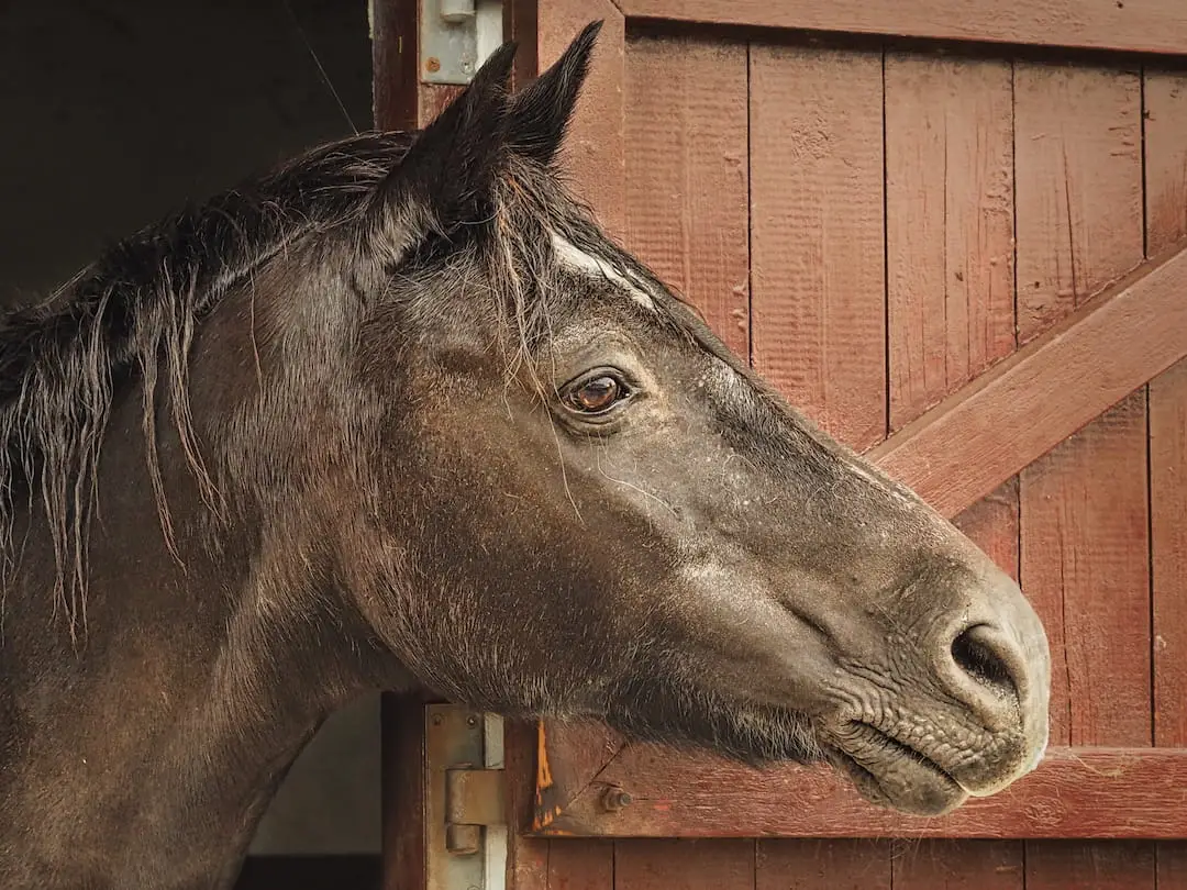 What is housesitting - Blackie A brown horse looks out of a stable door