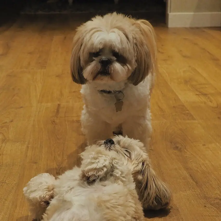 Pippa and Bella