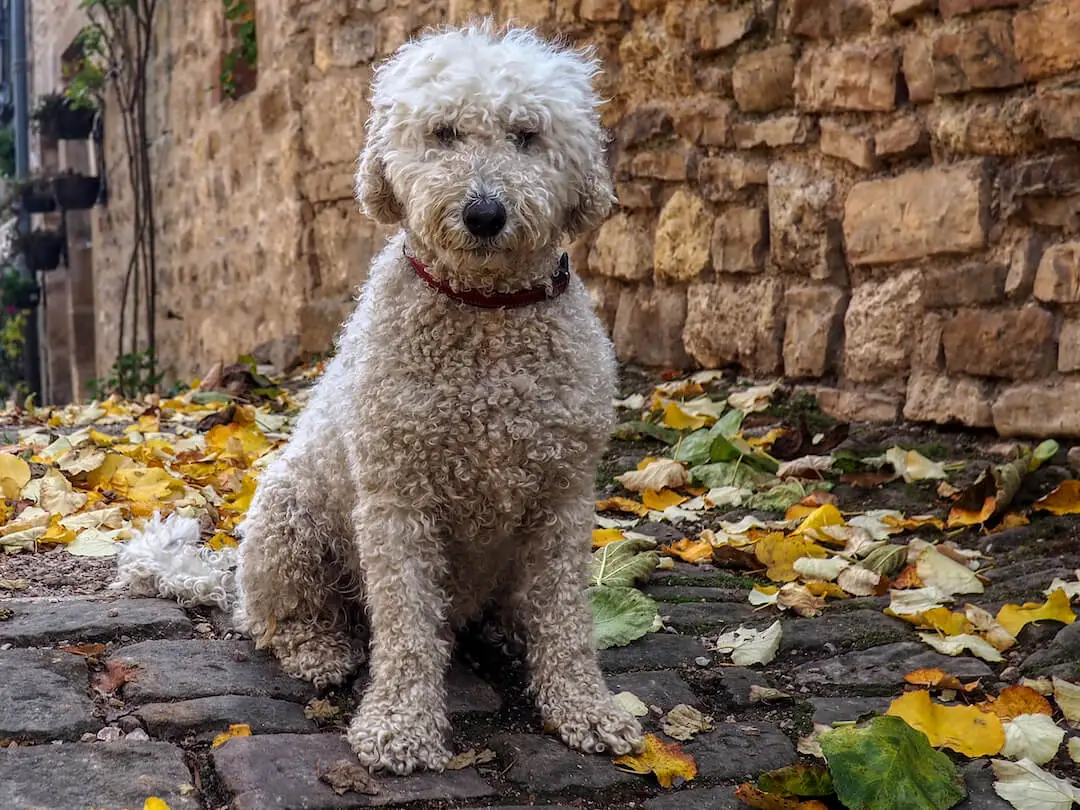 Housesitting image - Bertie, Tarn, France.