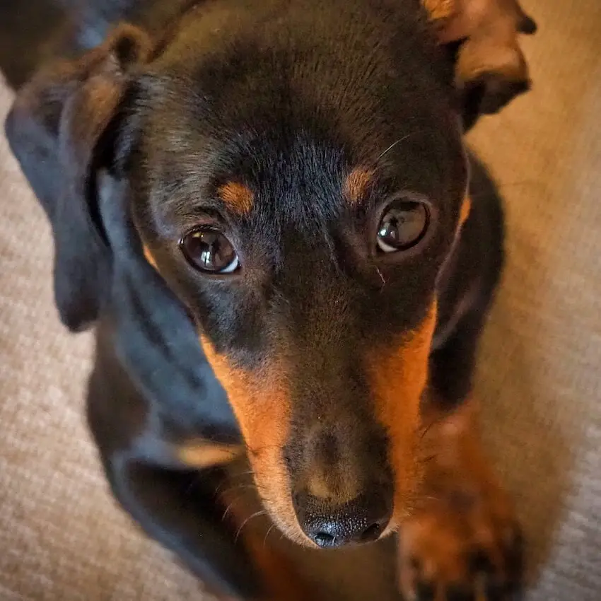 Lupo