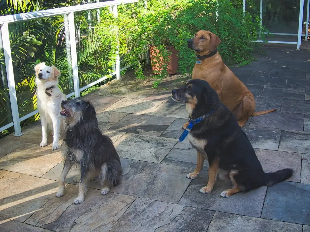 Our four dogs awaiting their treat - Brazil Our four dogs wait patiently for a treat