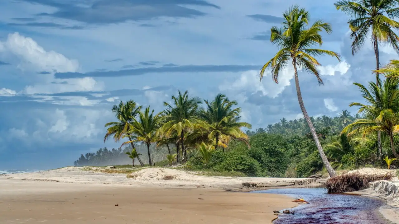 A tannin-coloured river flows from the jungle on to the beach