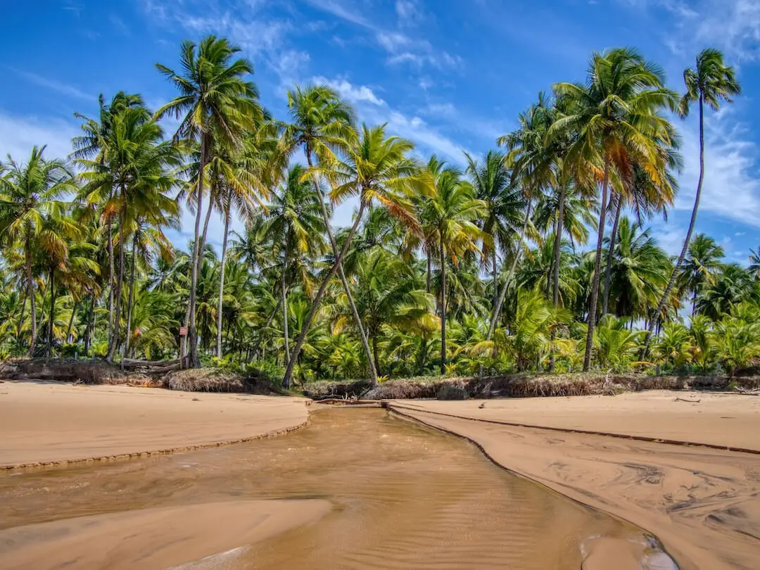 A beach with coconut trees in the background
