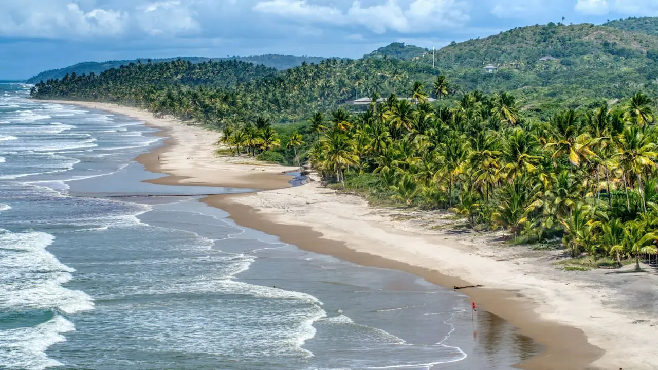 A long beach lined with coconut trees