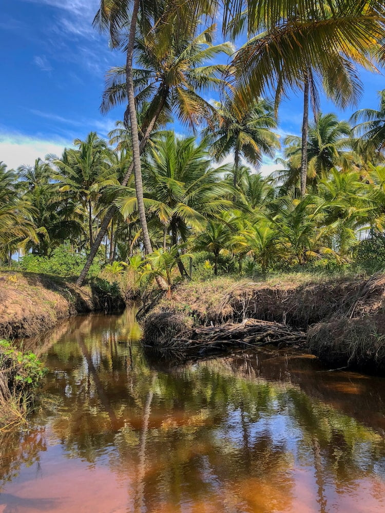 A tannin coloured river runs through coconut trees