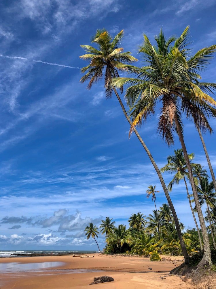 Coconut trees lean out over the beach