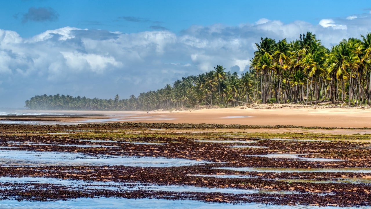 Rock pools reflect the light with coconut trees and a sandy beach in the background