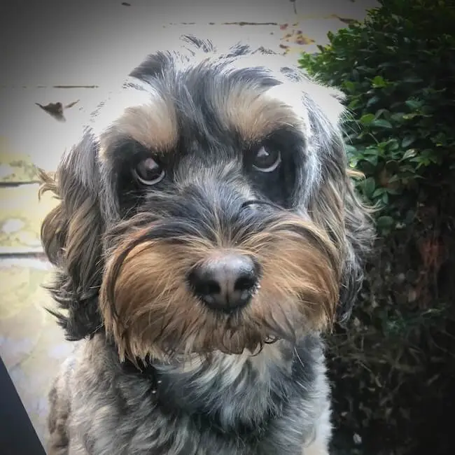 Puff the Cockapoo