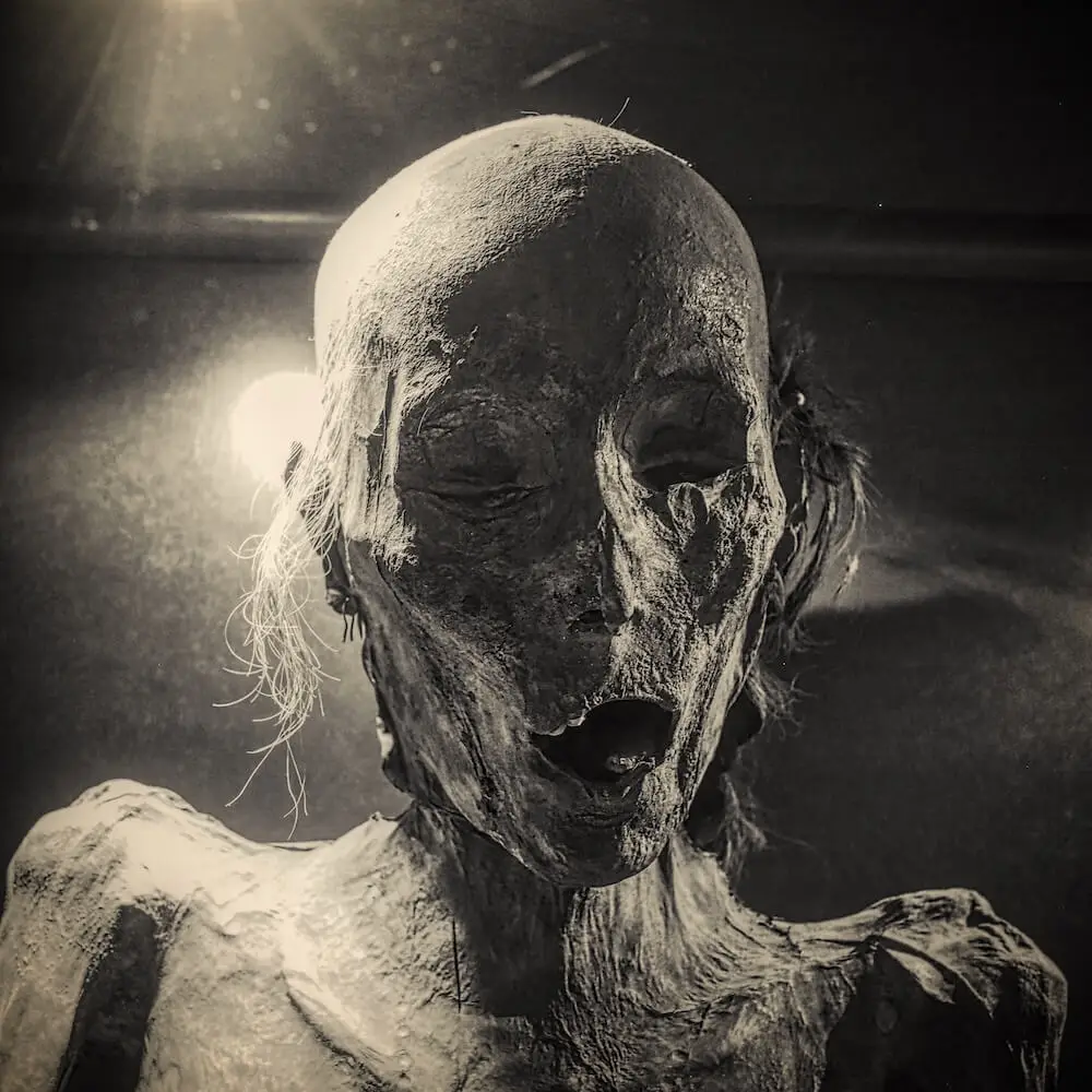 The skull of a skeleton in black and white