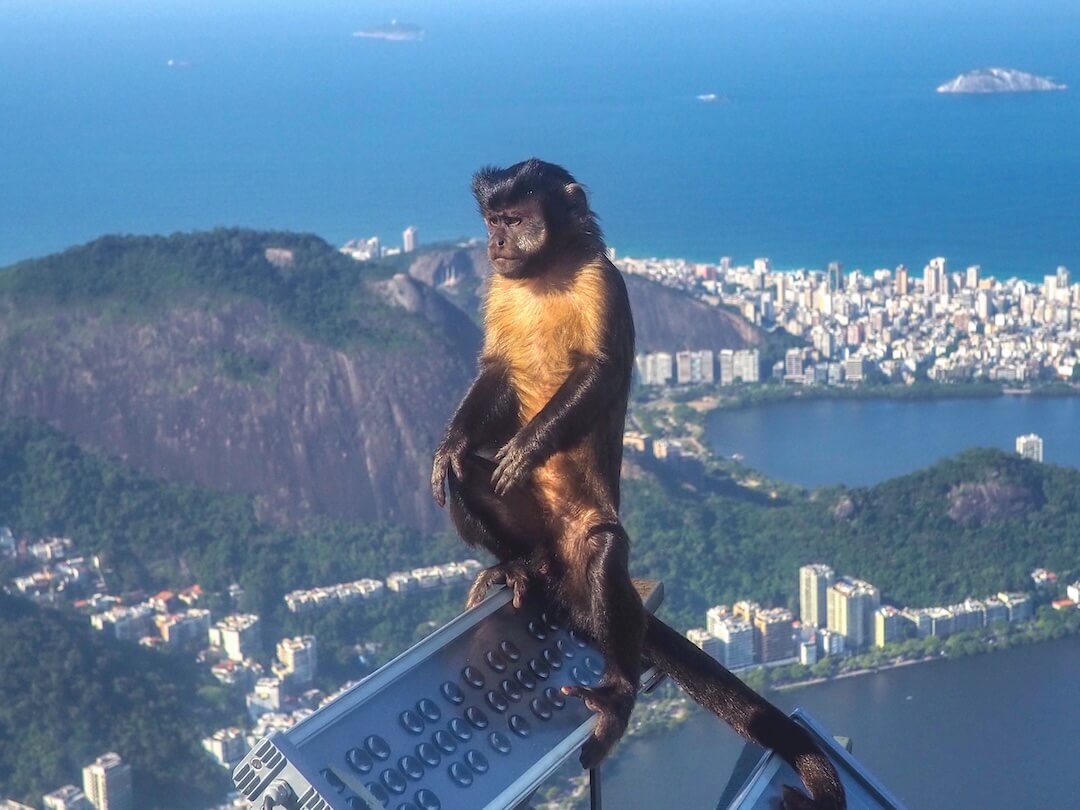 A monkey sits precariously over the edge of Corcovado mountain