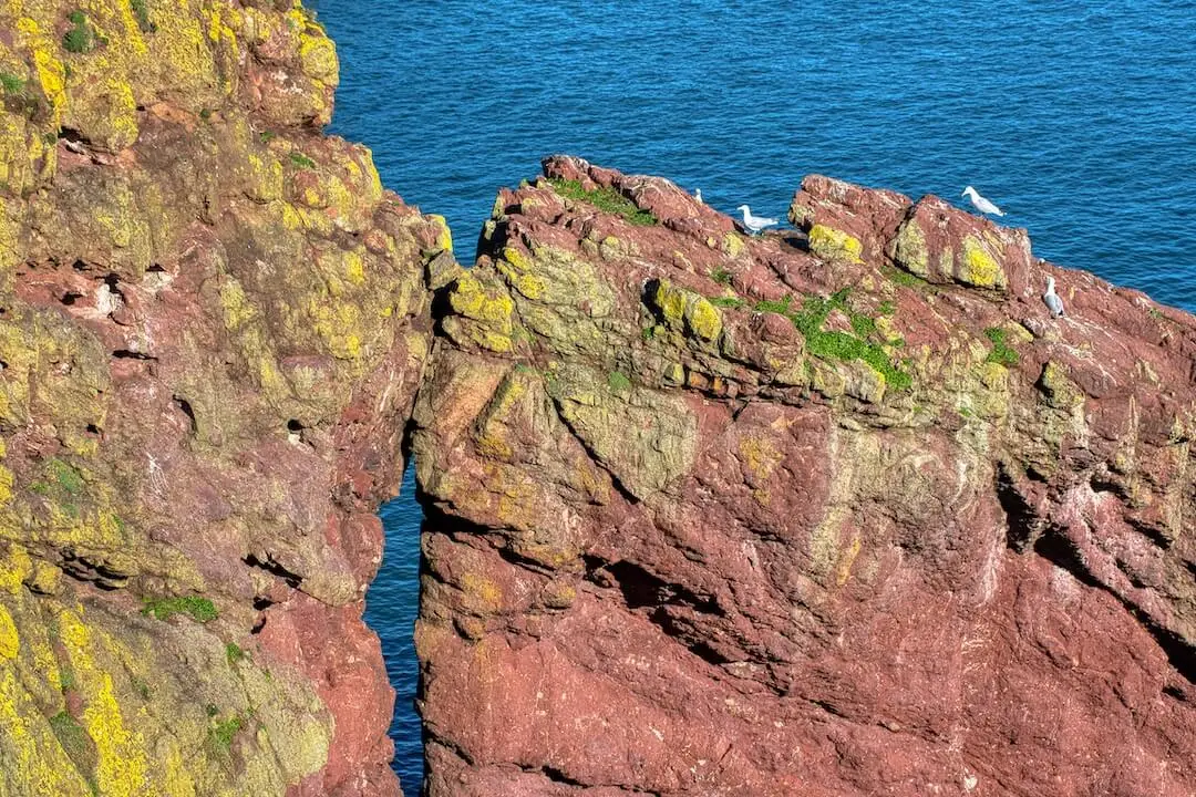 St Abbs Head - Horsecastle Bay Scotland Coastal Cliffs with seagulls perched