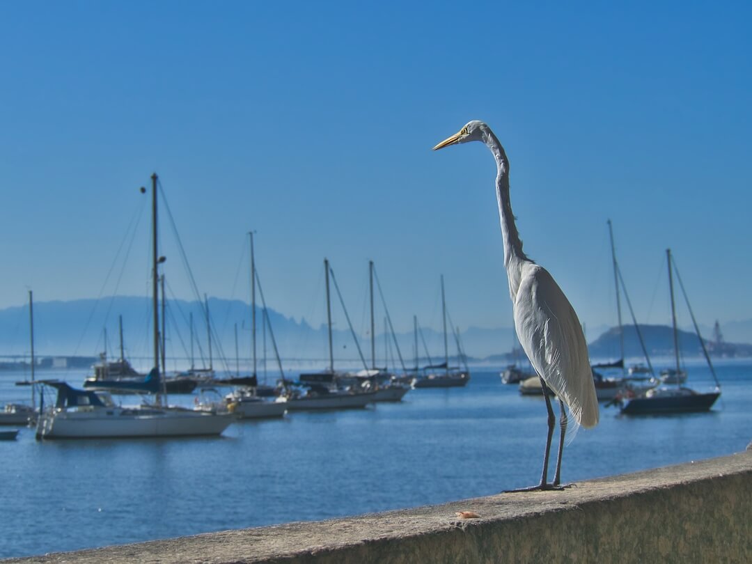 A large white bird stands on a wall with boats and a bay in the background