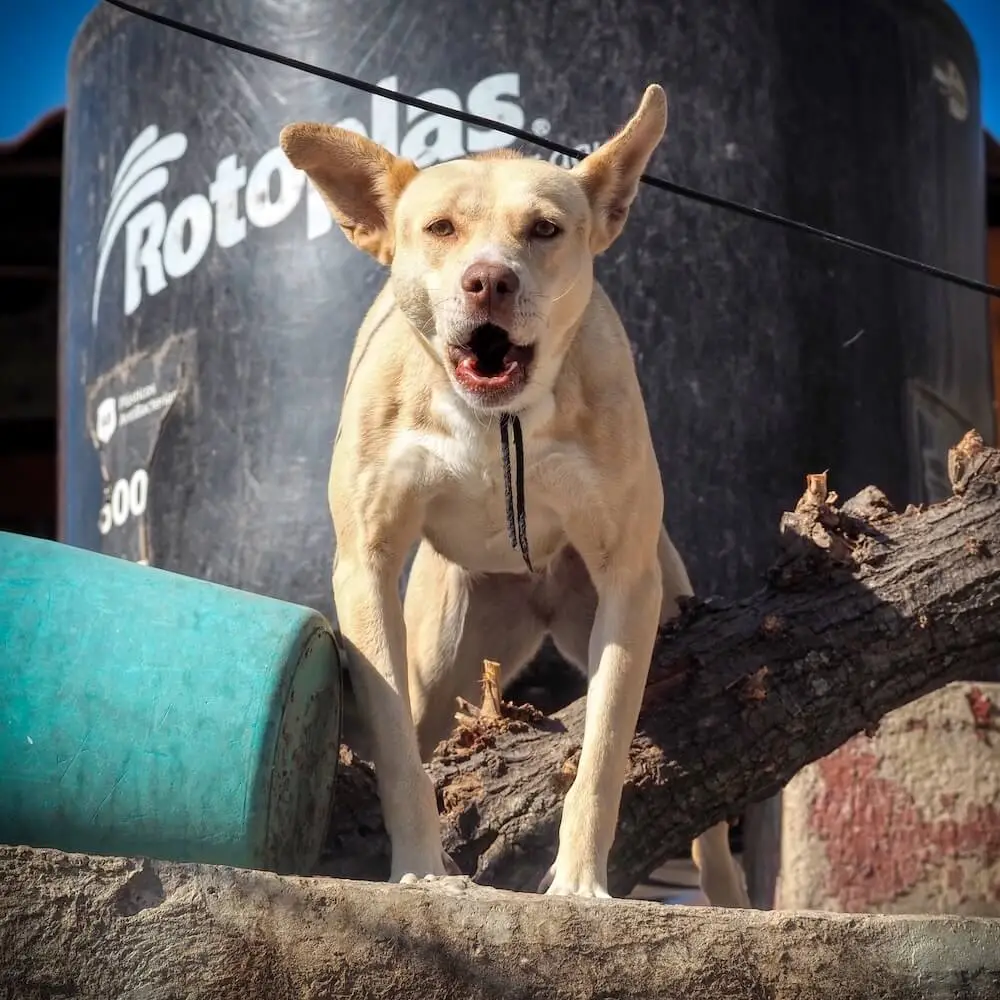 A light coloured dog barks at the camera from above