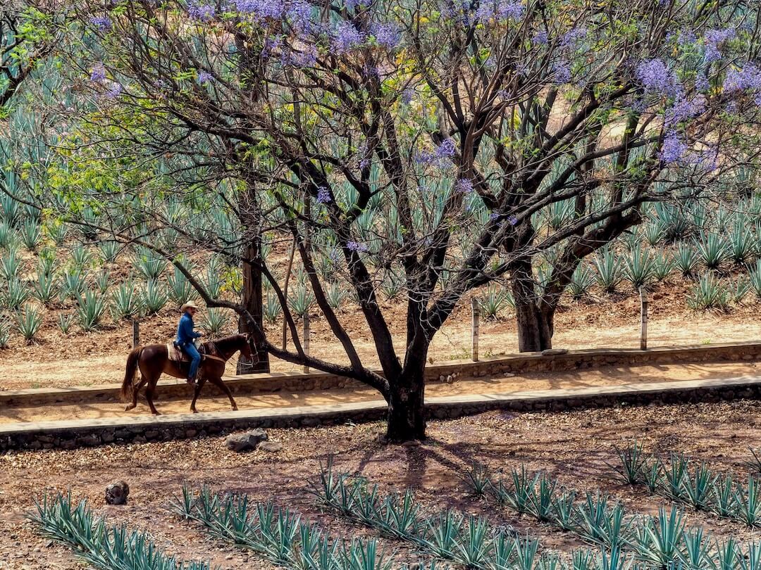 A man on horseback in a field of agave plants