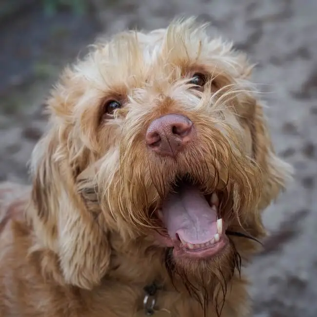 Dougal