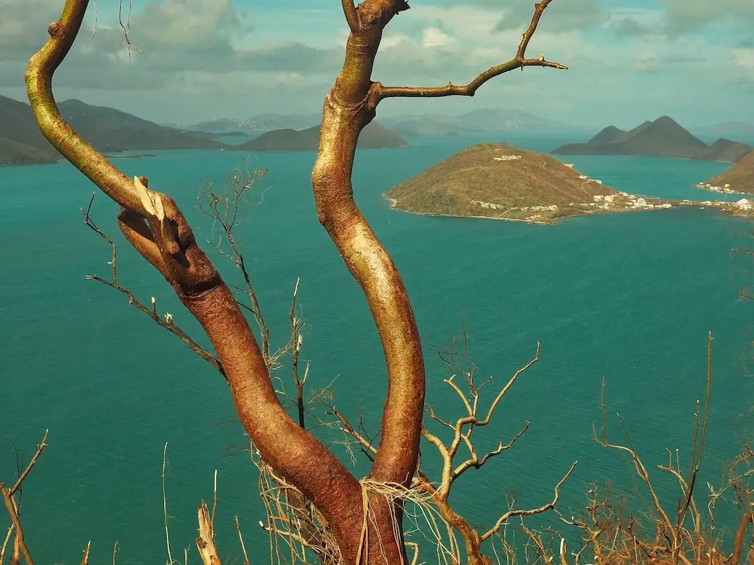 Hurricane Irma in BVI - Bare tree trunk Bare branches on a tree with the sea in the background