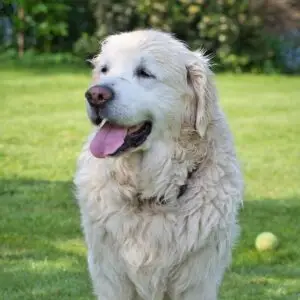 Murphy Goostrey