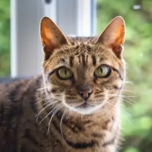 Nala