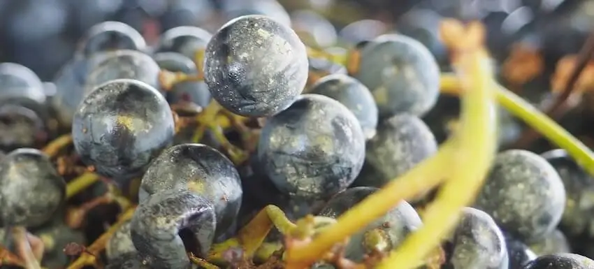 Mendoza Vineyards Tour