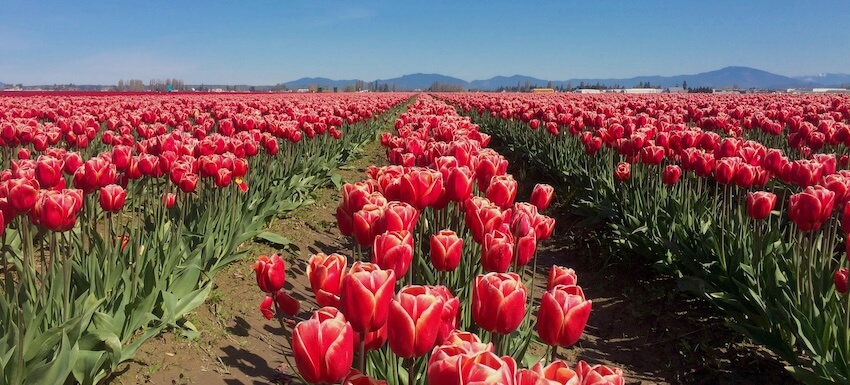Skagit Valley - Tulip Festival