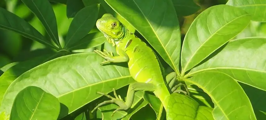 Tortuguero - Costa Rica - Central America
