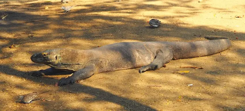 Komodo NP - Indonesia - Asia