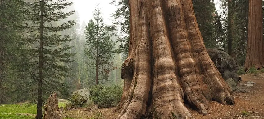 Sequoia NP - California - USA