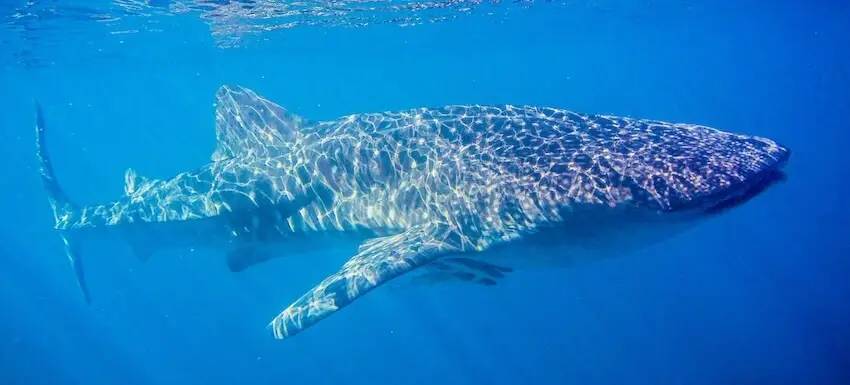 Whale Shark - Ningaloo - Australia