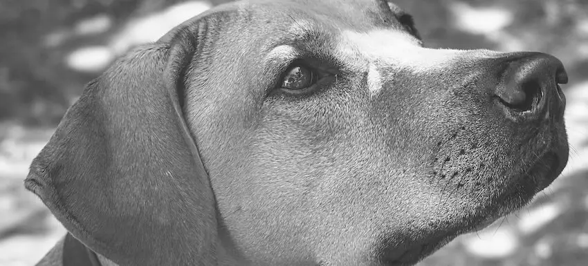 House and Pet sitting image House and Pet Sitting