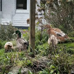 Ducks at Edinbane housesit Skye