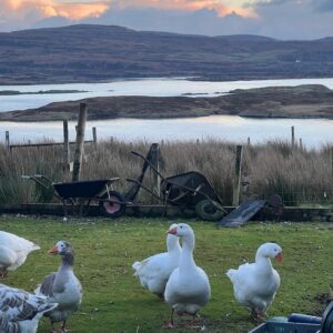 Geese Dunvegan Scotland