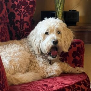 Pippin