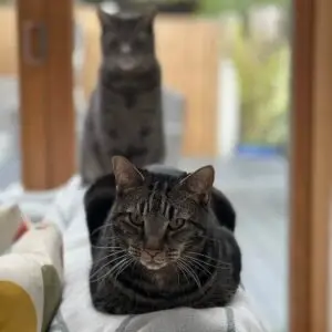 Jasper and Jinks