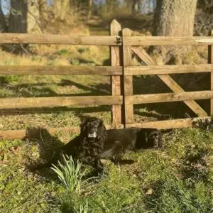 Pepper and Archie