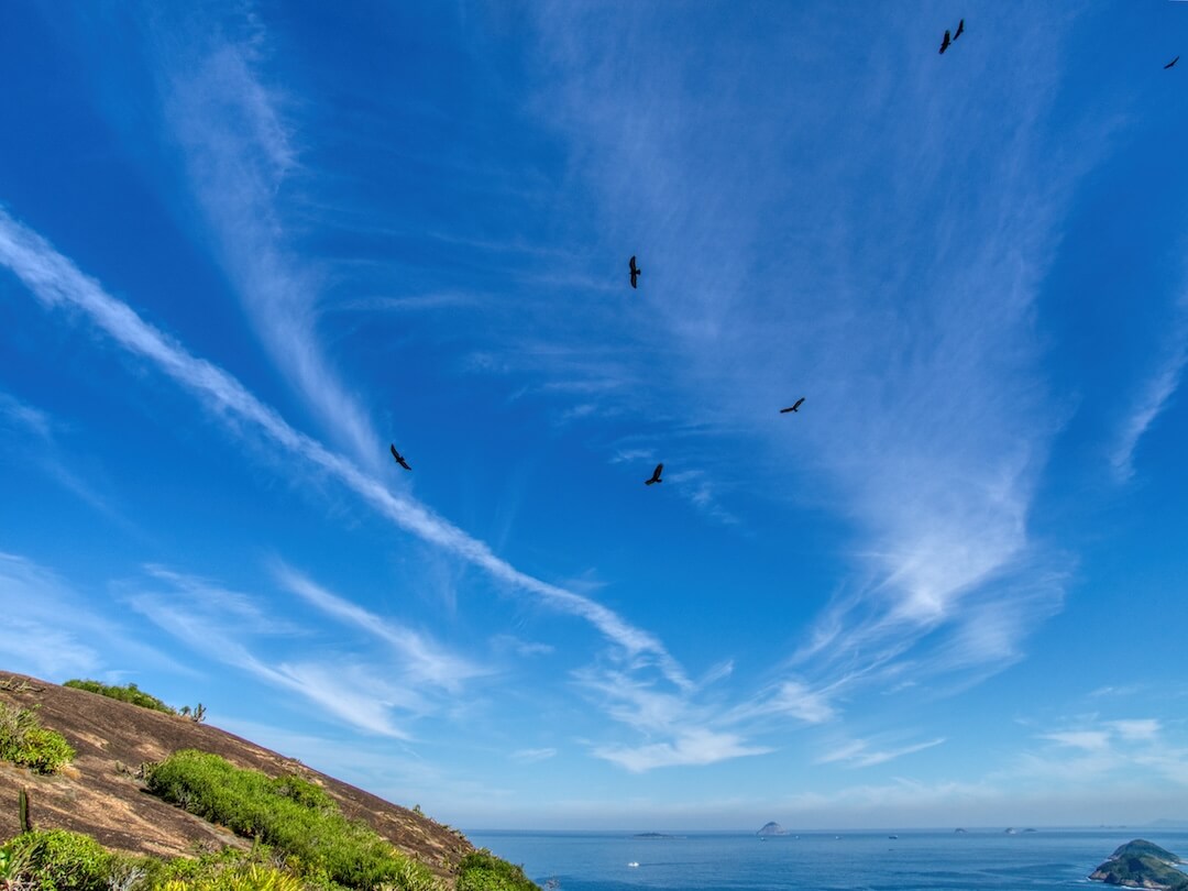 Six vultures silhouetted against a blue sky with light clouds