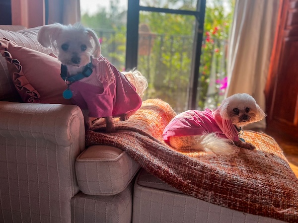 Tia and Tango
